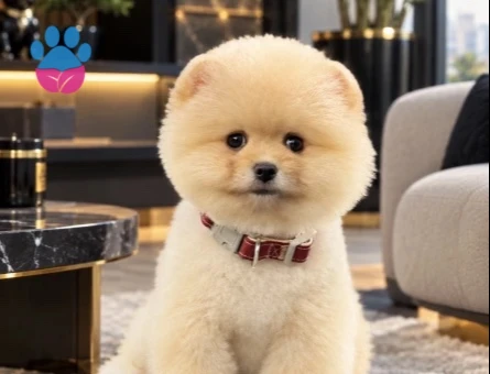 POMERANIAN ÜRETİM ÇİFTLİĞİNDEN - 10391