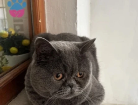 Scottish fold erkek kısır kedimiz yuva arıyor - 10397