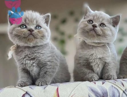 Safkan Lilac Rengi British Shorthair Yavrumuz