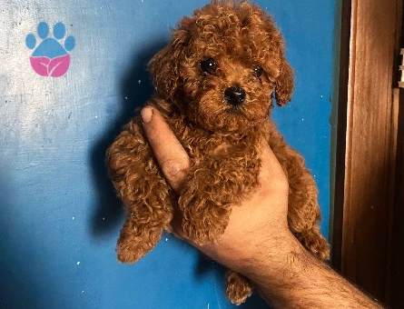 Erkek Poodle Yavru - 10410