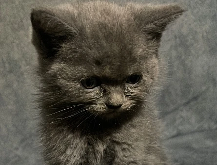 2.5 Aylık Oyuncu British Shorthair Yuvasını Arıyor" - 10417