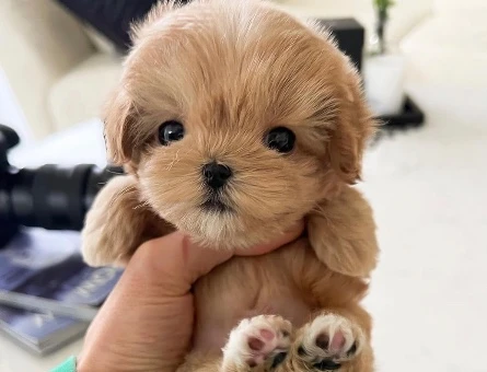 TOY POODLE YAVRULARIM - 10428