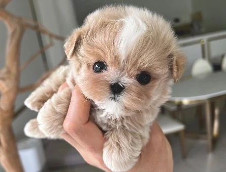 TOY POODLE YAVRULARIM - 10434
