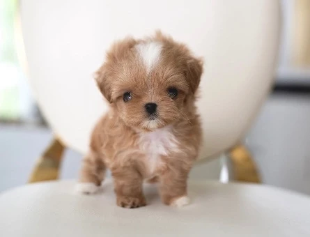 EN GÜZEL TOY POODLE - 10439
