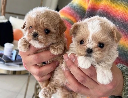 TOY POODLE YAVRULARIM - 10440