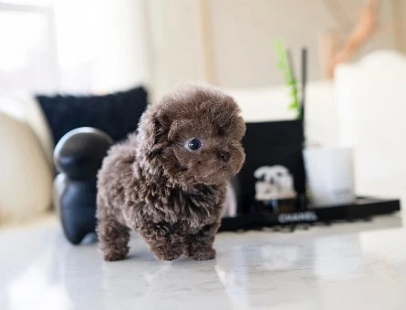 MAYA KIZIMIZIN MÜKEMMEL YAVRUSU TOY POODLE - 10442
