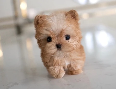 TOY POODLE SEVİMLİ YAVRULAR - 10444