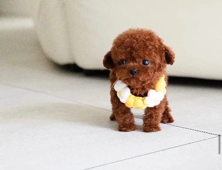 RED TOY POODLE SEVİMLİ YAVRULAR - 10445