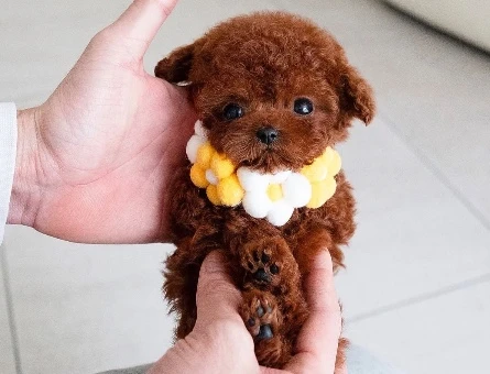 KOREAN TOY POODLE YAVRULARIM - 10447