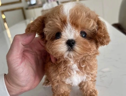 GERCEK TOY POODLE BEBEKLERİM - 10451