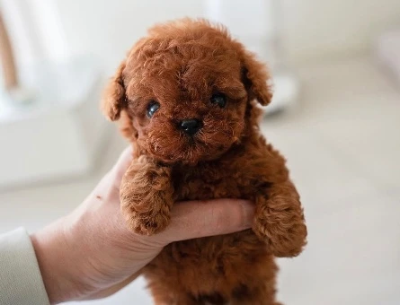 KOREAN TOY POODLE YAVRULARIM - 10452