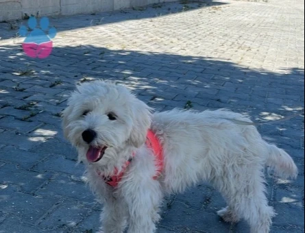 8 aylık maltipoo - 10470