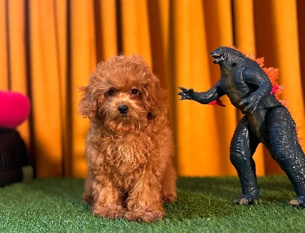 Erkek Toy Poodle Yavrumuz 2 Aylık - 10500