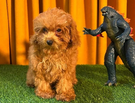 Şahane Güzellik Toy Poodle Yavrularımız - 10508
