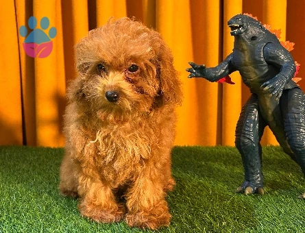 Şahane Güzellik Toy Poodle Yavrularımız - 10508