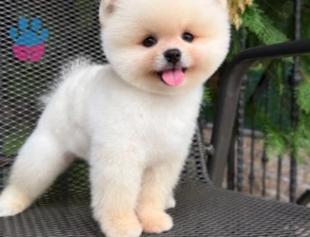 POMERANIAN ÜRETİM ÇİFTLİĞİNDEN - 10518