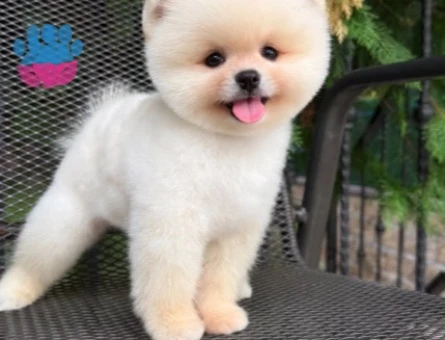 POMERANIAN ÜRETİM ÇİFTLİĞİNDEN - 10518