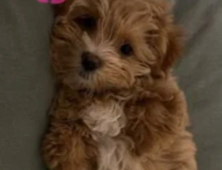 Bakımlı maltipoo - 10536
