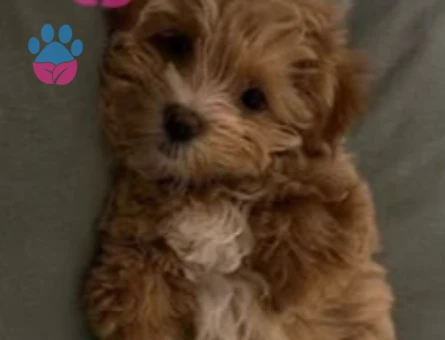 Bakımlı maltipoo - 10536