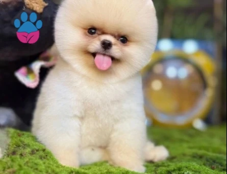 POMERANIAN ÜRETİM ÇİFTLİĞİNDEN - 10544