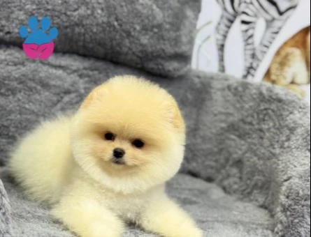 POMERANIAN ÜRETİM ÇİFTLİĞİNDEN - 10549