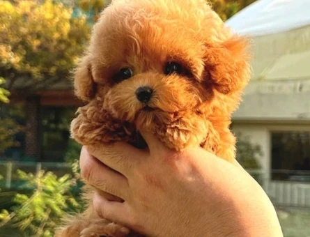 YILDIZIMIZ ARTIK SIZLERLE KORE TOY POODLE YAVRUMUZ - 10586