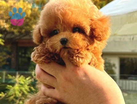 YILDIZIMIZ ARTIK SIZLERLE KORE TOY POODLE YAVRUMUZ - 10586
