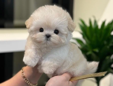KORE POODLE BEBEKLERİM - 10587