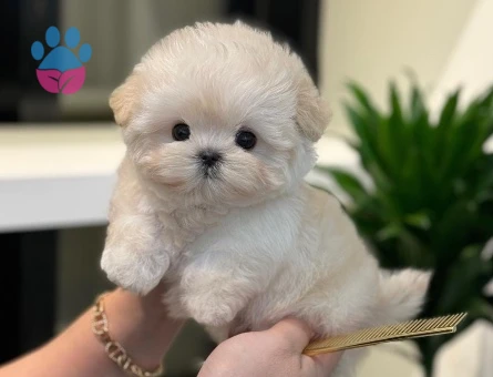 KORE POODLE BEBEKLERİM - 10587