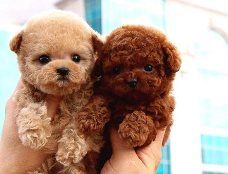 TOY POODLE YAVRULARIM - 10592