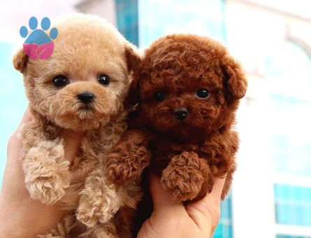 TOY POODLE YAVRULARIM - 10592