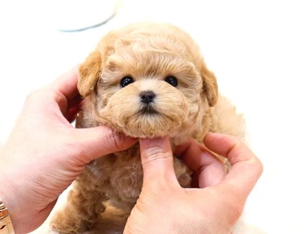 TOY POODLE YAVRULARIM - 10594