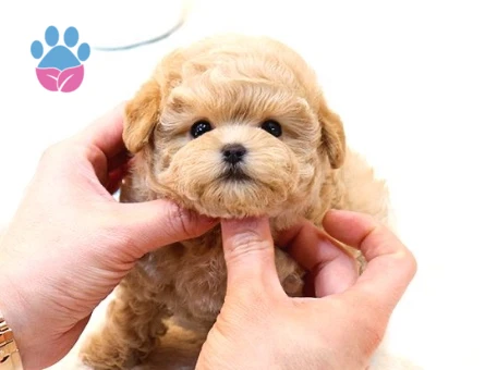TOY POODLE YAVRULARIM - 10594