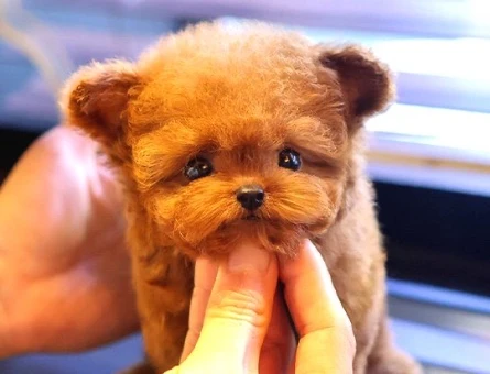 TOY POODLE YAVRULARIM - 10595