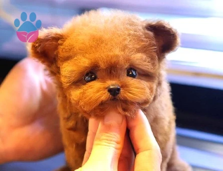 TOY POODLE YAVRULARIM - 10595