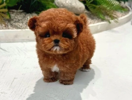 TOY POODLE YAVRULARIM kore - 10596