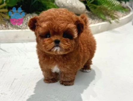 TOY POODLE YAVRULARIM kore - 10596