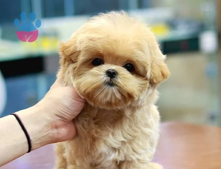 TOY POODLE SEVİMLİ YAVRULAR - 10597