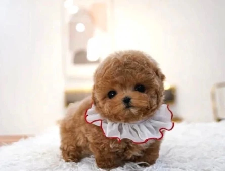 TOY POODLE YAVRULARIM - 10598