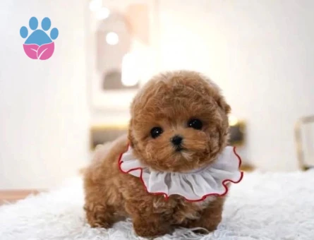 TOY POODLE YAVRULARIM - 10598