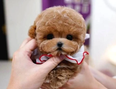 TOY POODLE YAVRULARIM - 10599
