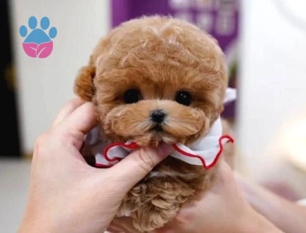 TOY POODLE YAVRULARIM - 10599