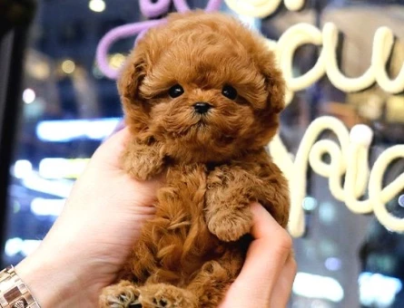 KORE POODLE BEBEKLERİM - 10601