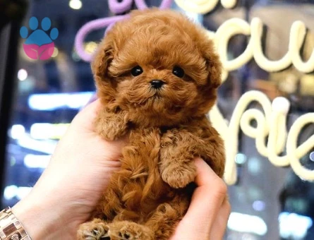 KORE POODLE BEBEKLERİM - 10601