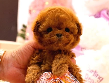 KOREAN TOY POODLE YAVRULARIM - 10602