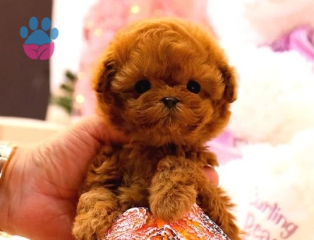 KOREAN TOY POODLE YAVRULARIM - 10602
