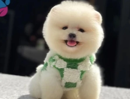 POMERANIAN ÜRETİM ÇİFTLİĞİNDEN - 10607