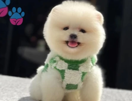 POMERANIAN ÜRETİM ÇİFTLİĞİNDEN - 10607