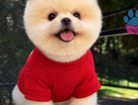 POMERANIAN ÜRETİM ÇİFTLİĞİNDEN - 10608