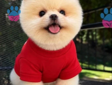 POMERANIAN ÜRETİM ÇİFTLİĞİNDEN - 10608